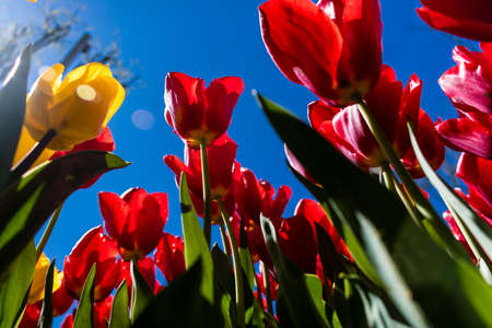 Red tulips in the park