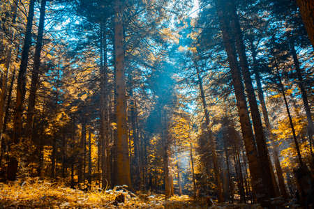 Forest scene with sunlight beamsの写真素材