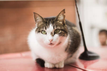 Stray cat of Istanbul