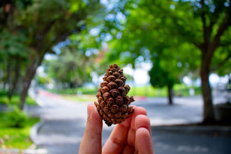 Pinecone in the man's handの写真素材