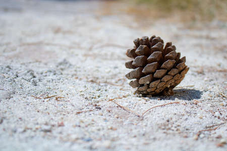 Pine cone on the groundの写真素材
