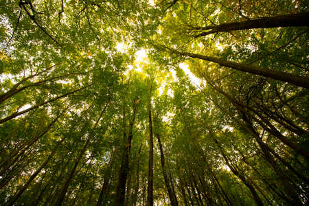 Trees from below in the forest