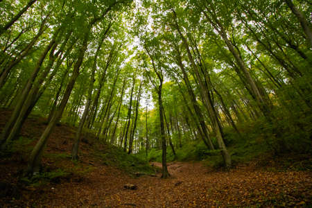 forest at autumn with fallen leaves on the ground