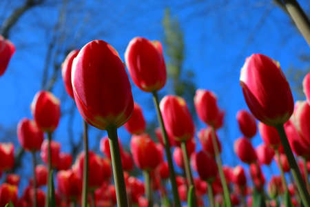 Pink tulips in focus in the parkの写真素材