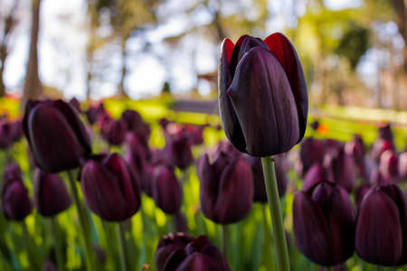 a purple tulip in focus with tulips on the background in a parkの写真素材