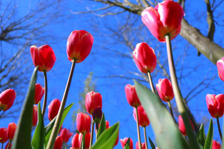 Pink tulips in focus in the parkの写真素材