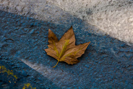 Fallen leaf on the ground from aboveの写真素材