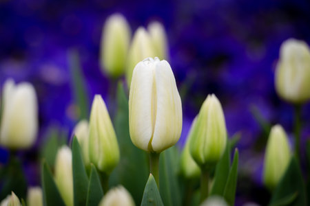 White tulips in the park.の写真素材