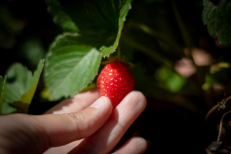 Woman holding a strawberry in the fingers. Healthy food concept. Strawberry on the hand. Harvesting organic strawberry. Harvesting background photo.の写真素材