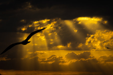 Sunlight beams in the clouds and a seagull. Freedom background photo. Beautiful sunset background.の写真素材
