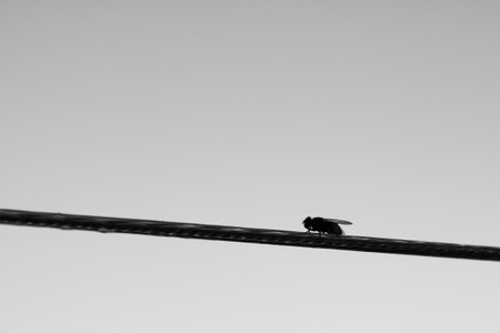 A fly on the wireの写真素材