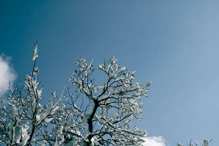 Snowy tree branches against the cloudy sky. Snowy tree background photo with copy space. Winter...