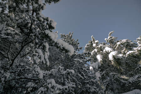 Snowy trees and clear sky in the forest at winter. winter background phoro. Winter theme. Snowy...