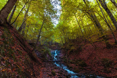 Stream in the forest. landscape of the forest at autumn. fallen leaves on the ground. beautiful autumn background photo. Bolu Yedigoller.の写真素材