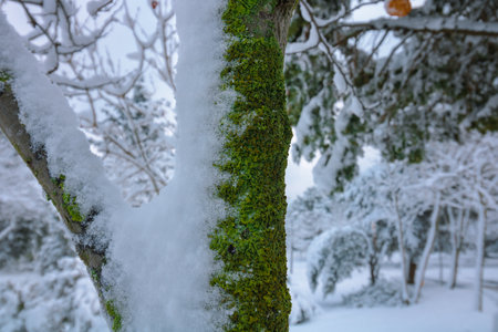 Moss and snow covered tree trunk in focusの写真素材