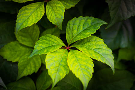 Leaves of ivy in focus. Ivy background photo. Ivies blossom in focus.