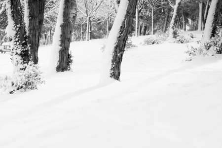 Snow covered forest ground horse winter. Snowy background. Winter theme. Illuminated grounds at winter.の写真素材