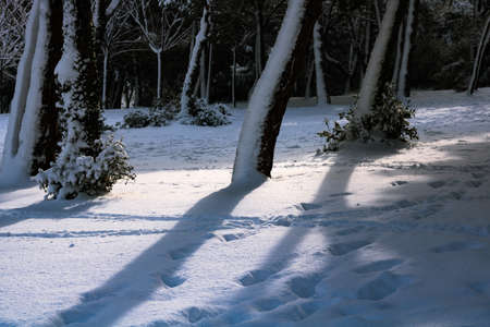 Snow covered forest ground horse winter. Snowy background. Winter theme. Illuminated grounds at winter.の写真素材