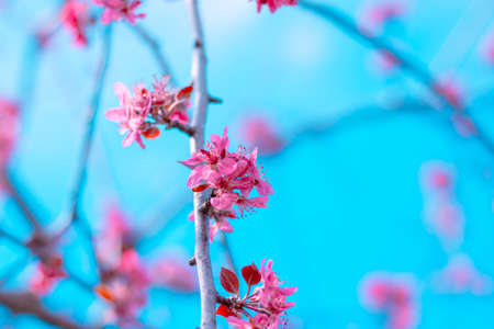 Pink flowers on the tree at spring on blue background