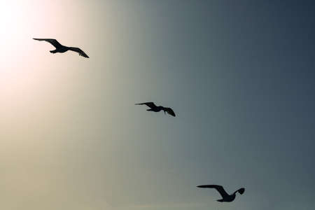 Silhouette of seagulls flying on the sky at sunsetの写真素材