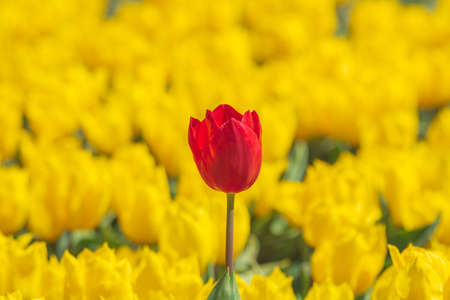 Red tulip in focus on the yellow tulips background. Spring blossom background. Emirgan Istanbul.の写真素材