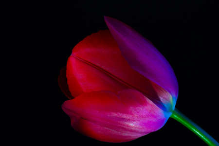 red tulip. Tulip isolated on black background. Red flower in studio shot. Spring blossom or bloom background photo.の写真素材