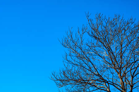 leafless tree. Leafless tree isolated on clear blue sky background with copy space. winter or end of life or weather concept idea.の写真素材