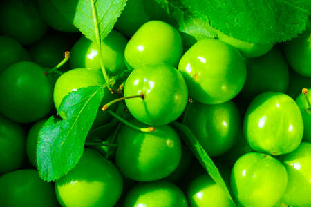 Green plums. Fresh green plums with leaves in full frameの写真素材