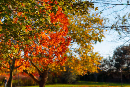 Fall background. Orange, brown and gree leaves on autumn trees. Autumn background photo.の写真素材