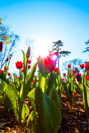 spring blossom. A pink tulip and sunlight. Spring background photo. selective focus.の写真素材