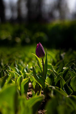 Purple Tulip. A single tulip in a park in spring. Spring background photo. Emirgan Park in Istanbul