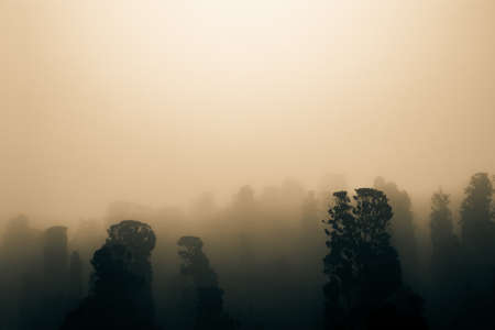Foggy forest. Sepia colored moody forest at foggy weather