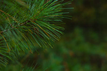 pine tree background. Coniferous texture or background photo. Needles or conifers of evergreen pine...