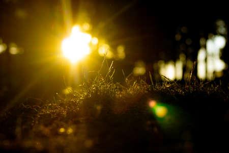Nature background photo. Direct sunlight at sunset and silhouettes of grasses. natural background. Selective focus on foreground.の写真素材