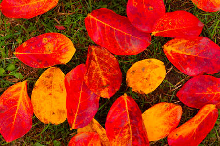 red autumn leaves. Red foliage from top view. Fall background photo.