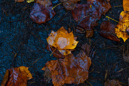 Wet fallen leaves from top view. Autumn background photo. Foliage in a rainy day.