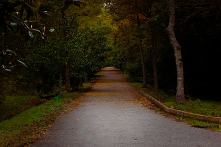 Road in the forest. Fall or autumn season in a forest. Going to nowhere or obscurity concept.