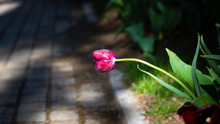 A lonely pink tulip near the pavement. Spring blossom background photo.