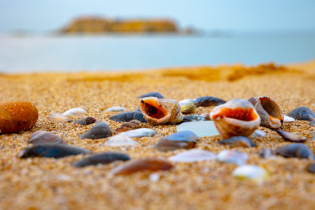 Shells and pebbles on the sandy beach in close up view. Sea background photo. Vacation or trip...