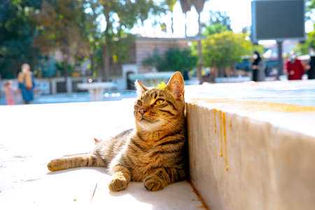 A stray cat of Istanbul. Stray cat lying on the ground in Eyup Mosque. Turkish culture concept photo.の写真素材
