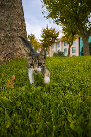 A cute stray cat walking to the camera in the park in Beykoz Istanbul. Stray cats of Istanbul background photo.の写真素材