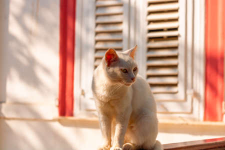 A white stray cat of Istanbul. Portrait of a stray cat from Buyukada Istanbul.の写真素材