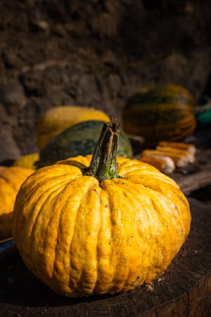 yellow pumpkin. still life vertical photo of harvested yellow field pumpkin