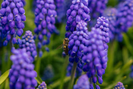 spring blossom. Bee collecting nectars or honey from the hyacinths in focus. Spring blossom or bloom or nature or environment or ecosystem background photo.の写真素材
