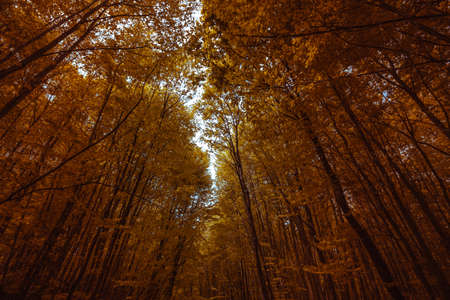 Lush forest at autumn. Fall background photo. Forest at fall concept. Nature or environment or...