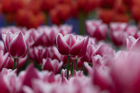 Pink tulip wallpaper or canvas print photo. Tulips in focus. spring blossom. Selective focus on...