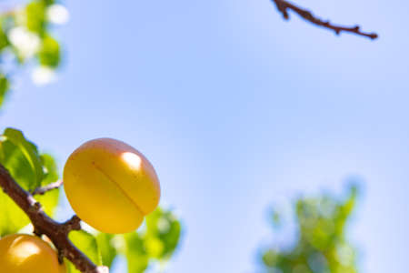 Juicy apricot on the tree. Raw healthy organic fruits background photo. Malatya Turkey.の写真素材