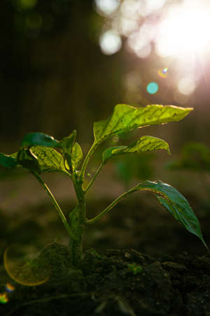 plant growth. A little plant with sunlight and lens flare with bokeh. Economy or carbon net zero or...