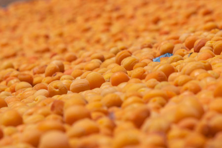 dried apricots Apricots on solar drying in Malatya Turkey. Dry fruit production.