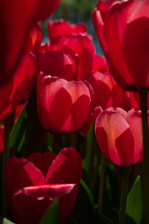 Vertical printable or canvas print red tulip photo. Spring blossom background.